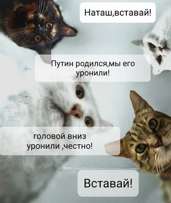 сдобрымутром #котики #утродоброе #красивоевидео | TikTok