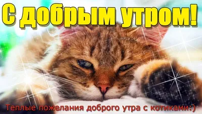 Доброе утро котики 😽 Сегодня работаем для вас до ⏰00:00 #едимсушискотом |  Instagram