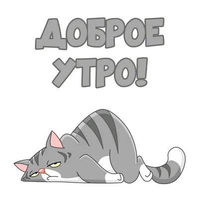 Доброе утро котики 😽 Сегодня работаем для вас до ⏰00:00 #едимсушискотом |  Instagram