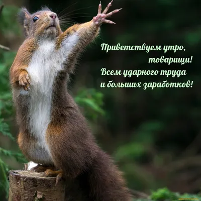 Анимация Доброе утро | Музыкальные Открытки Бесплатно