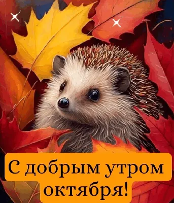 С добрым утром друзья ☕🍁🍂🍁🤗#28октября #сдобрымутром #доброе_утро |  TikTok