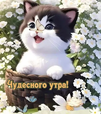 С добрым утром!🌞💐Самого хорошего дня и отличного настроения!🥰#сдобр... |  TikTok