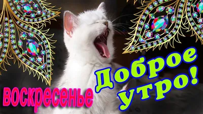 ДОБРОЕ УТРО 10ДЕКАБРЯ.ВОСКРЕСЕНЬЕ.ТЕПЛА УЮТА. #доброеутро #УТРО #утро... |  TikTok