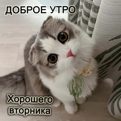 ДОБРО УТРО ВЪВ ВТОРНИК☕🌹🌹🍀 - Приятелство, Любов и Доброта | Facebook