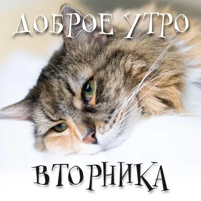 доброе#утро#вторник# | TikTok