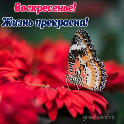 Доброго утра воскресенья — пожелания, открытки и картинки на вайбер -  Телеграф