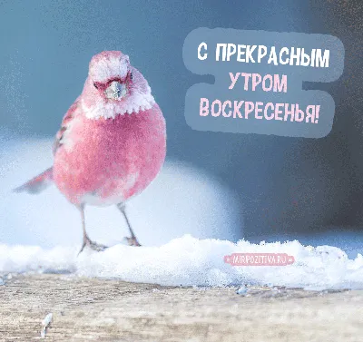 Открытки - С ДОБРЫМ ВОСКРЕСНЫМ УТРОМ! ПРЕКРАСНОГО НАСТРОЕНИЯ! ❤❤❤❤❤ |  Facebook