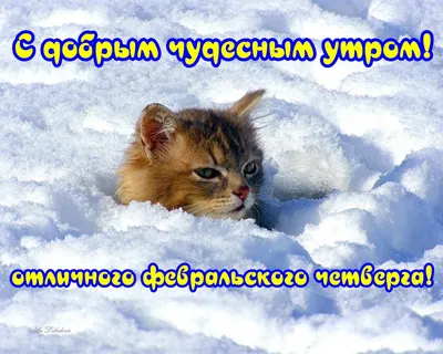 Картинки \"С Добрым Утром Февраля!\" (77 шт.)