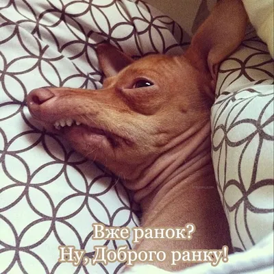 Смішні картинки Доброго ранку | Animals, Good morning, Memes