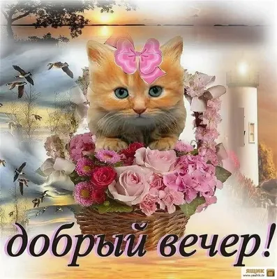 Доброго вечера 🌺 - ЛОВИ ОТКРЫТКУ