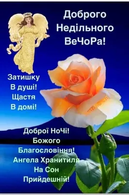 Доброго Недільного вечора! | Plants