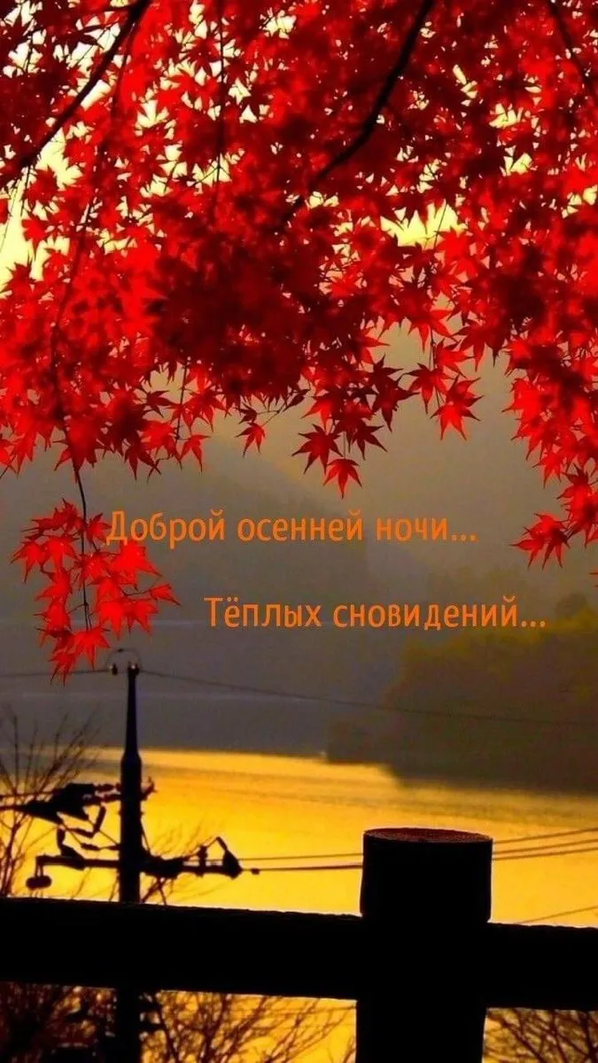 Доброй осенней ночи 🥰🍁❤️ | TikTok Доброй осенней ночи 🥰🍁❤️ | TikTok
