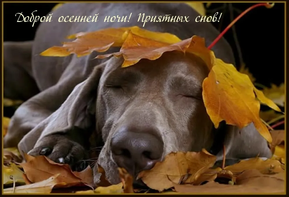 https://cerenas.club/65916-chudesnoj-osennej-nochi.html https://cerenas.club/65916-chudesnoj-osennej-nochi.html