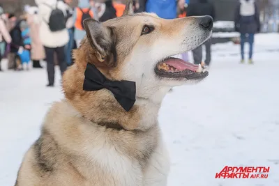 Собака Хаски ищет добрые руки на улице Ленина, Солянка | Pet911.ru