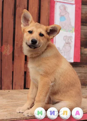 Хаски-центр 🐾🐾 Очень добрые собаки 🥰 Сколько наград они получили на  разных выставках 😻👏🏼 #сочи #розахутор #краснаяполяна #лето #summer… |  Instagram