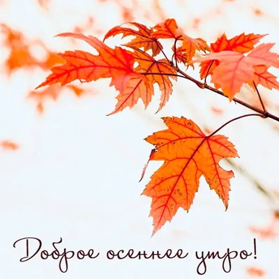 Осенние открытки \"Доброго утра!\" (437 шт.)