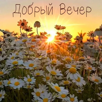 Летние открытки \"Добрый вечер!\" (150 шт.)