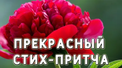 Всем добрый вечер мои 🤍 Теперь мои цитаты , стихи, мемы, афоризмы, вы  сможете найти в инсте по хэштегу #цитатыByRimmi Очень жду от… | Instagram