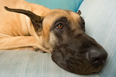 Немецкий дог: описание 🐕 породы, окрасы, характер, уход, питание