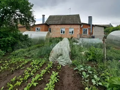 Дом со львами