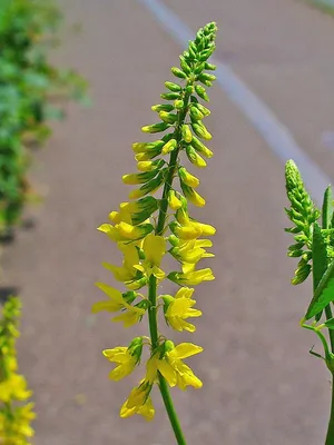 1 кг. Донник жёлтый - семена (лат. Melilotus officinalis (L.) Desr.) купить  за 172 руб.