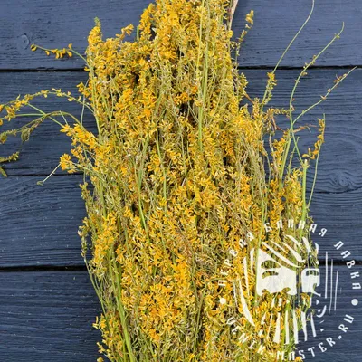 Семена донника желтого (двулетний) / Melilotus officinalis, ТМ OGOROD - 10  кг (мешок) купить недорого в интернет-магазине семян OGOROD.ua