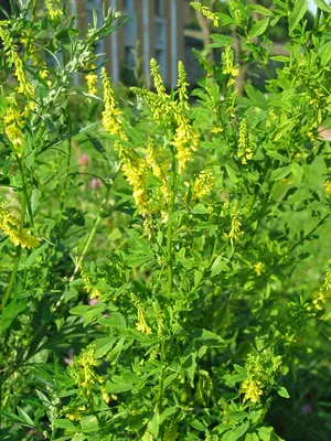 Melilotus officinalis (L.) Pall., Донник желтый (Инвазивные растения) -  Pl@ntNet identify