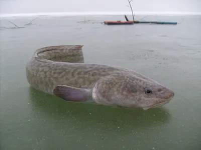 🐟🐟Донская селедочка в... - Рыба Раки Морепродукты Ростов | Facebook