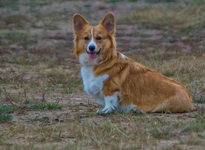 картинки : Welshcorgi, Корги, щенок, Щенок, собака, Собака, как  млекопитающее, порода собаки, Валлийский корги, Пемброк вельш корги,  Кардиган вельш корги, Морда, Исландская овчарка, Жулик, трава, Собака-компаньон,  Карниворан, Валлийская овчарка ...