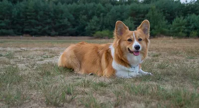 картинки : Welshcorgi, Корги, щенок, Щенок, Собака, как млекопитающее,  Валлийский корги, порода собаки, Млекопитающее, Пемброк вельш корги,  Кардиган вельш корги, трава, Исландская овчарка, Валлийская овчарка,  Карниворан, Морда, Собака-компаньон ...