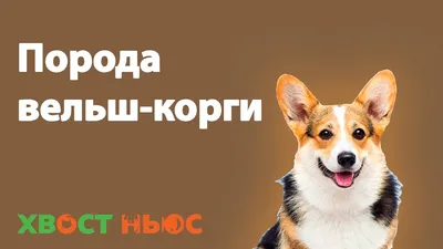 Очаровательный милый валлийский корги пемброк, лежащий на королевском стуле  на желтом фоне студии самая популярная порода собак | Премиум Фото