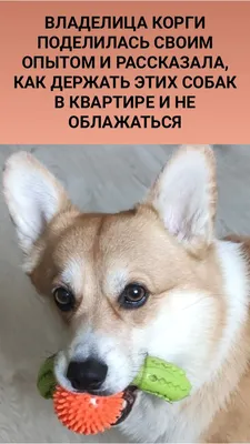 Вельш корги пемброк (Pembroke Welsh Corgi) - это жизнерадостная,  дружелюбная, умная порода собак. Фото, описание и отзывы.