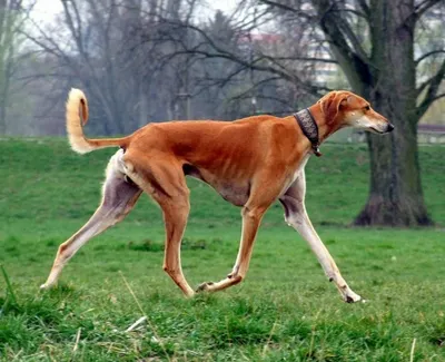 Самые дорогие собаки в мире — субъективный рейтинг | Pet7