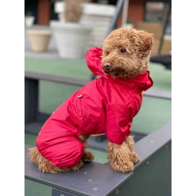 Дождевик для собаки (суки) с закрытым животиком JUICY, Pet Fashion купить в  Киеве, Украине ᐉ ЗооФаворит