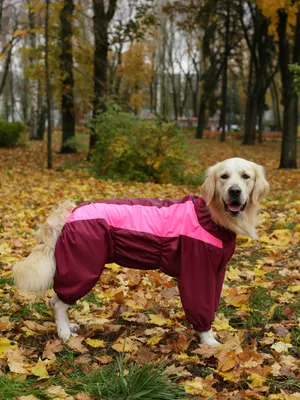 Дождевик для собаки Pet Милитари - купить в Москве, СПб | цены | Интернет  магазин с доставкой на дом | зоомагазин Puffy-Shop