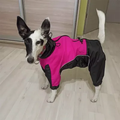 Дождевик для собак Rain Pet Fashion Active красный