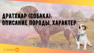 Дратхаар: описание породы, правила ухода, характер, кормление