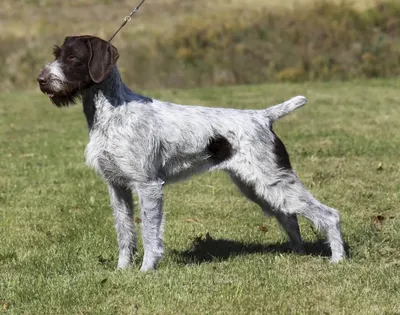 Дратхаар: все о 🐕 собак, характер, содержание, дрессировка, уход