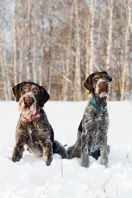 Питомник дратхааров и курцхааров Hunting-dog.ru - Услуги для животных,  Перевозка животных, Передержка животных, Мизиново на Яндекс Услуги