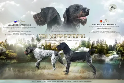 Дратхаар 🐶 | Purina ONE® | Дзен