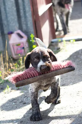 Питомник дратхааров и курцхааров Hunting-dog.ru - Услуги для животных,  Перевозка животных, Передержка животных, Мизиново на Яндекс Услуги