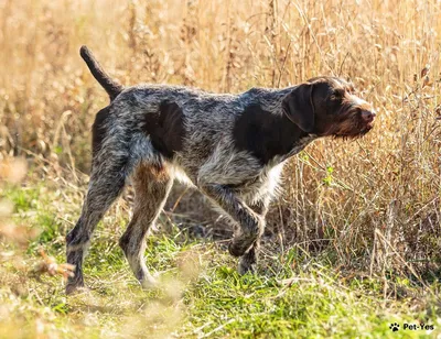 Пропала собака породы дратхаар на Советской улице | Pet911.ru