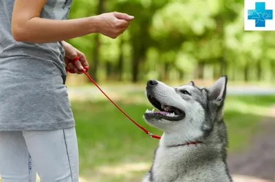 Дрессировка: это хорошо или плохо? | Dog People: Собаки и Люди | Дзен