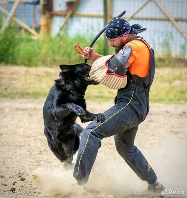 Как Дрессировать Собаку - 5 Правил | PetFest