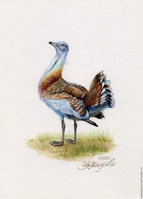 File:Black-bellied bustard (cropped).jpg - Wikimedia Commons