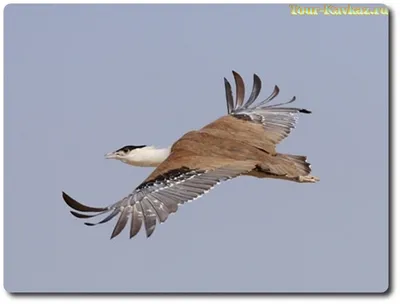 MacQueen's bustard in Azerbaijan | Film Studio Aves - YouTube