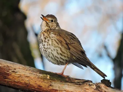 File:Черный дрозд (Turdus merula) в Александровском парке ГМЗ \"Царское  Село\".jpg - Wikimedia Commons