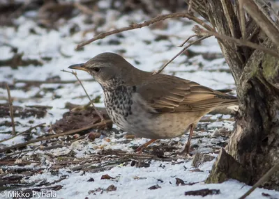 Дрозд черный (Turdus merula). Фотогалерея птиц. Фотографии птиц России,  Беларуси, Украины, Казахстана, Таджикистана, Азербайджана.