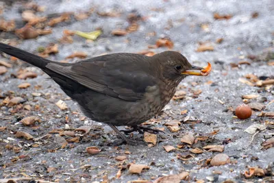 Черногуш х Червеногуш дрозд (хибрид) - eBird