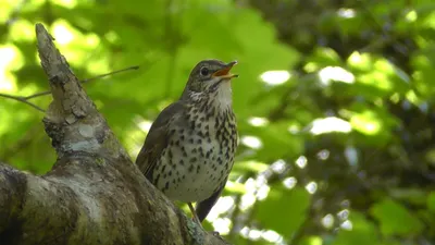 drozd, Stojdraga | drozd imelaš, (turdus viscivorus)... | Milan Duniskvarić  | Flickr